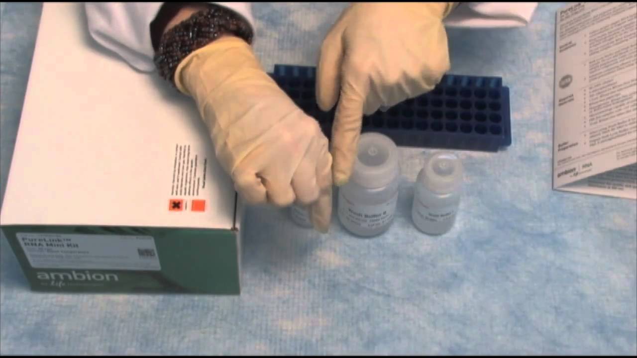 Isolate RNA with the PureLink™ RNA Mini Kit (qPCR step 2)