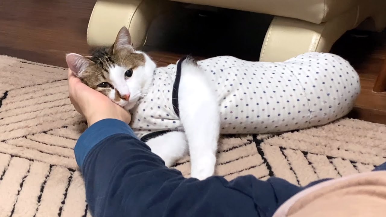 猫にデレデレ甘えられていたのに、急に顔をパンチされ固まるパパ