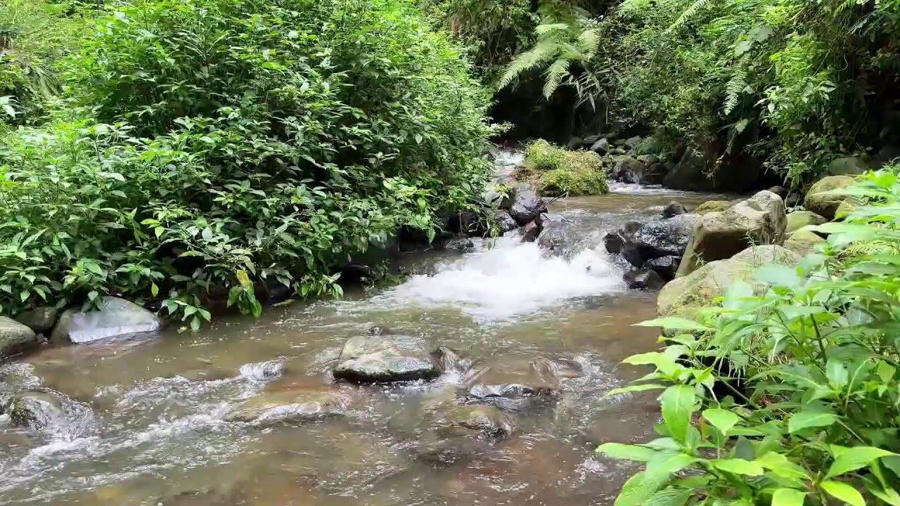 Relax to river sound in calm green forest night supporting deep sleep breathing through calm hours