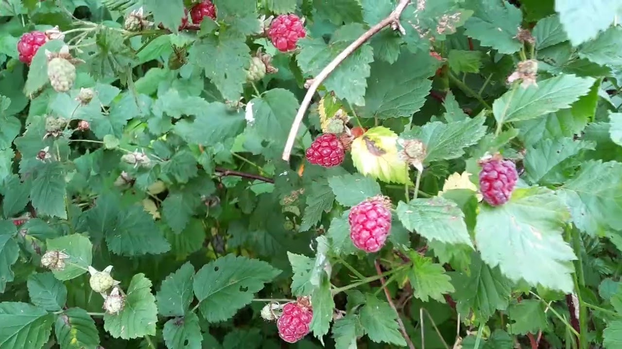Taybes, Rubus Tayberry, grote heerlijke vruchten!!