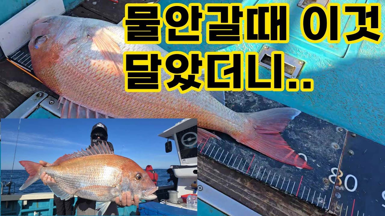 물 안가는날 잘 먹혔던 패턴 제주 북부 사수도 참돔타이라바 #타이라바 #초보낚시 #제주타이라바