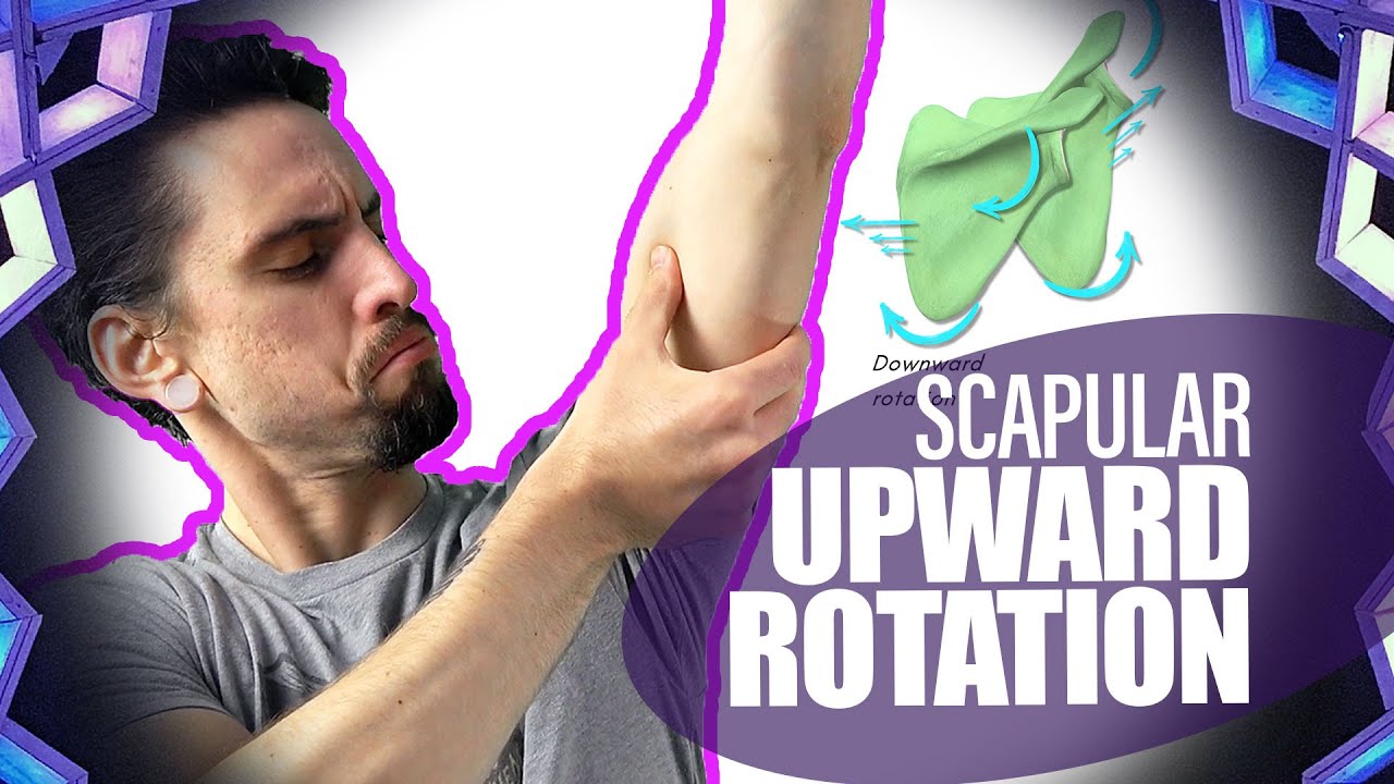 Upward Rotation of the Scapula - Overhead Movement | Yoga Anatomy Lesson