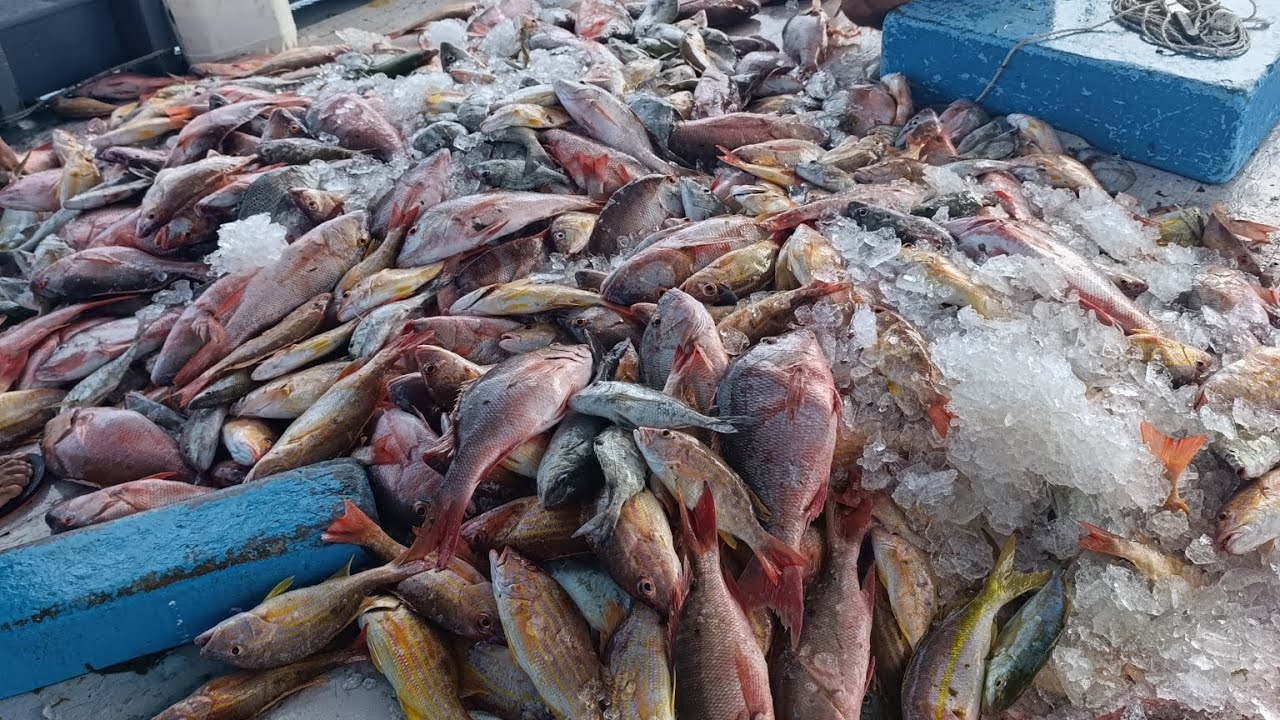 (valentes do mar) PESCARIA TOP MANZUAR DE PEIXE COM BASTANTE CIOBA ,ARRIACO DIA PERFEITO OBRIGADO 🙌🏽