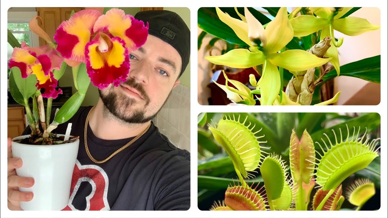 Orchid Collection/Bloom Update!