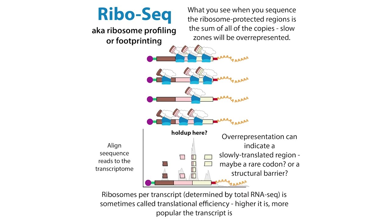 Ribosome profiling (aka RiboSeq, footprinting); polysome profiling; ribosome toeprinting, etc.