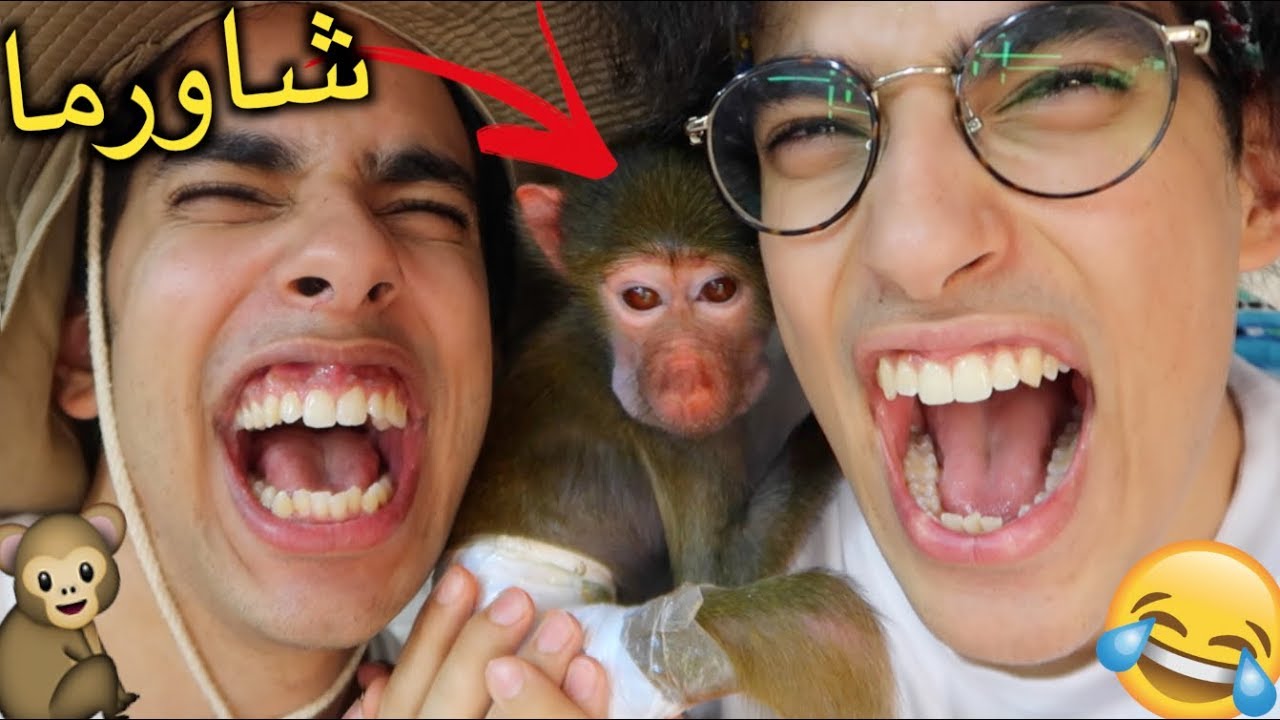 أفريكانو | شاورما طلع أنثى!!!