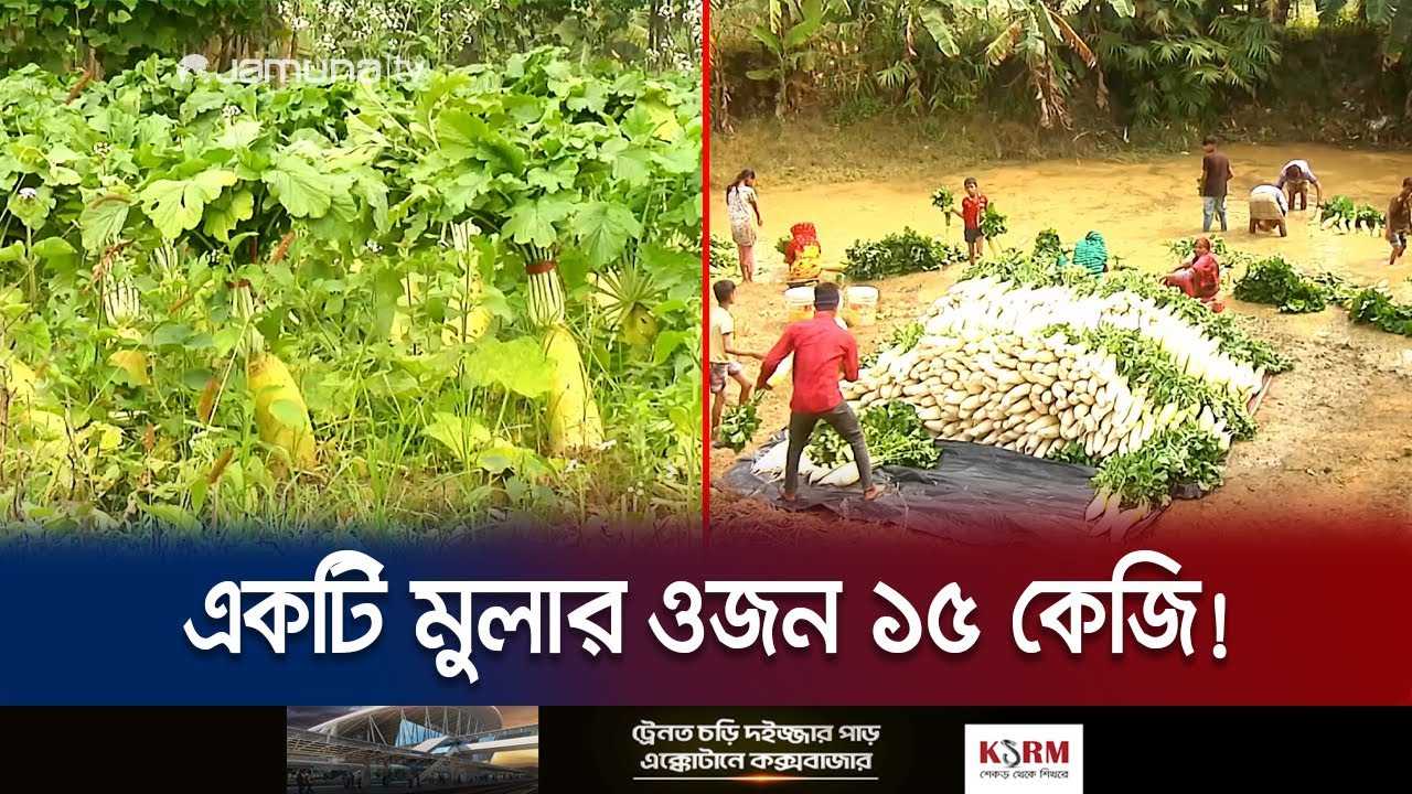 ভান্ডারি মুলা চাষে ৩ মাসে যুবকের আয় ৩ লাখ টাকা | Giant Radish | Jamuna TV