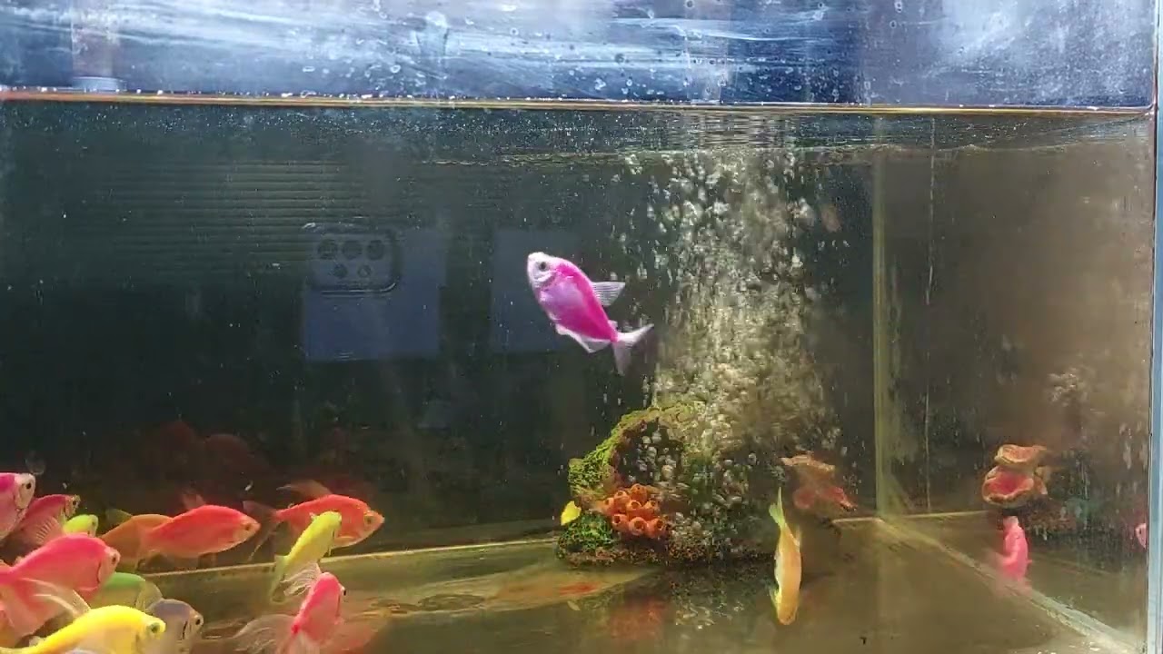 Relaxing Aquarium Fish Tank Sounds no music
