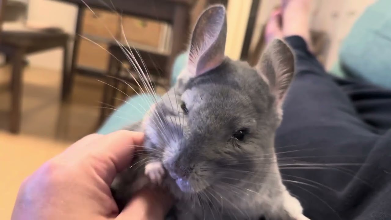 うちのチンチラ（ハク）