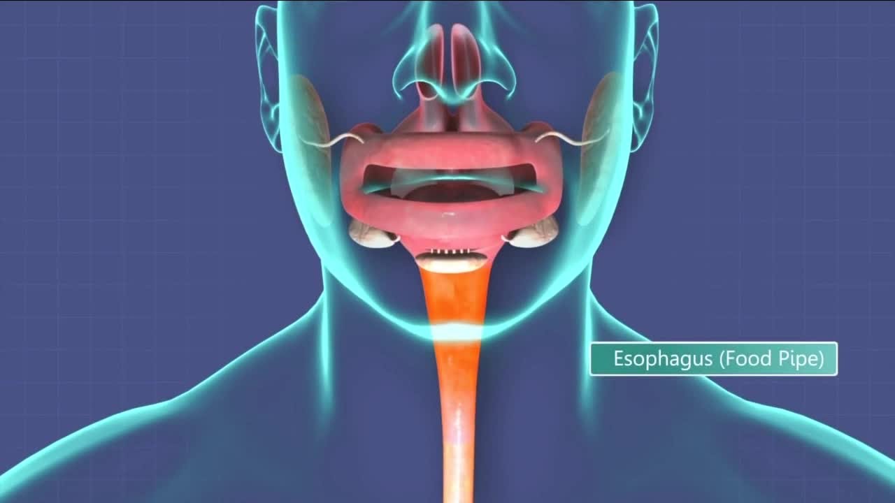 In-depth: Esophageal cancer symptoms to look for and why it kills most who are diagnosed with it
