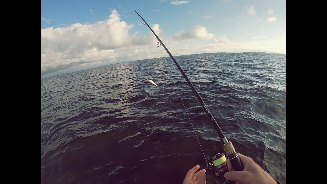 Fighting a Hav&oslash;rred | Coastal Sea Trout | Fishing in Denmark, Limfjord. So close!!! BUT...