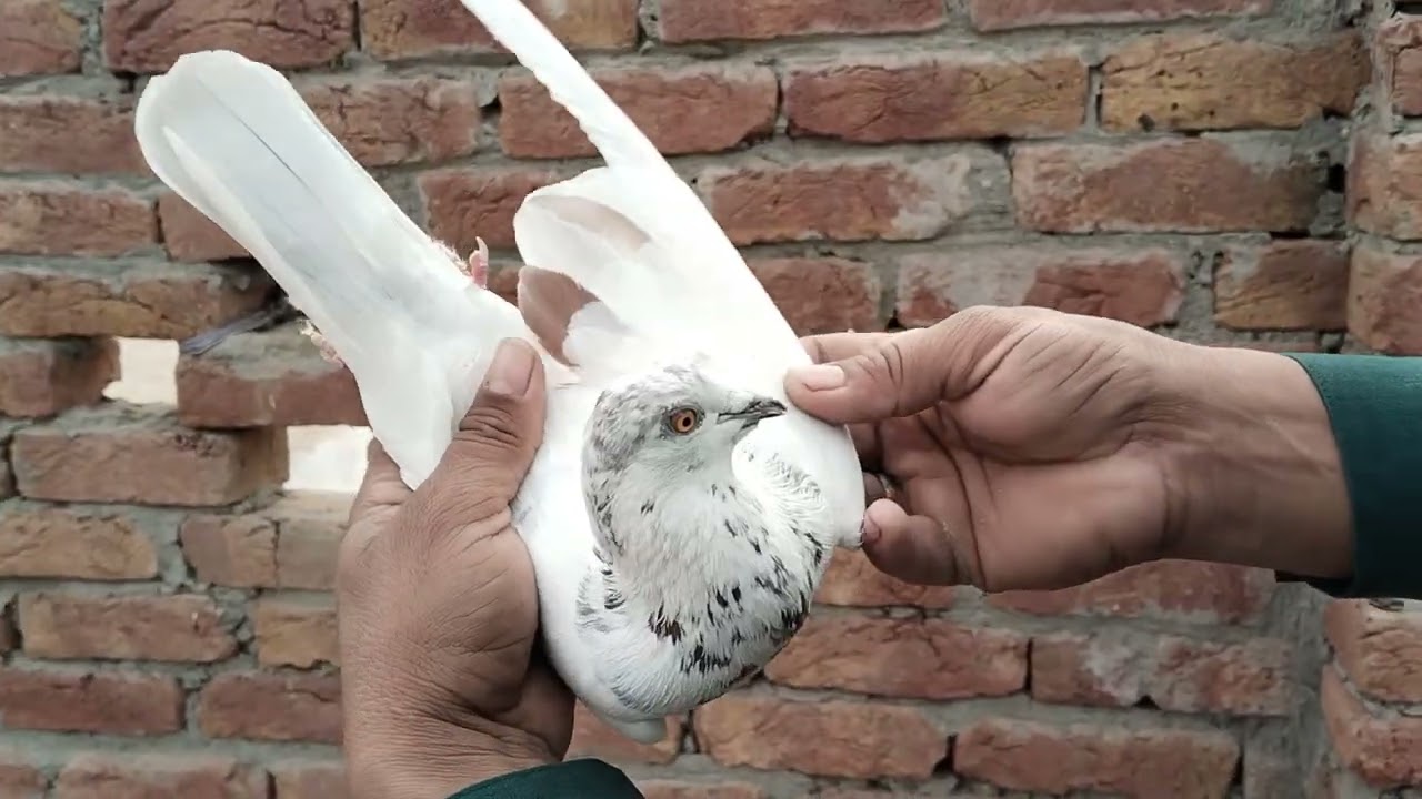 Bohat hi Nayab Kabutar For Sale nasal  banane waly bohat best Quality kay 03107080948 
