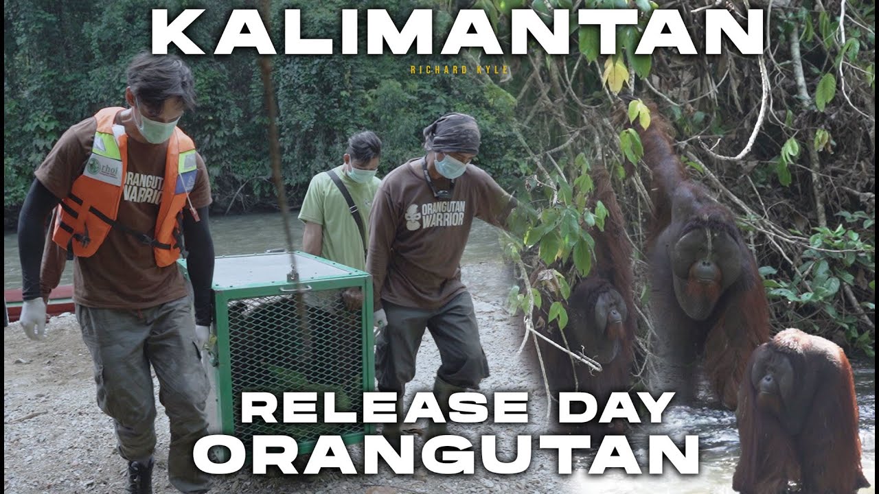 HARI ORANGUTAN SEDUNIA!!! TINGGAL DI HUTAN DEMI LAILA & LITO, MEREKA BERHAK HIDUP SEPERTI KITA!