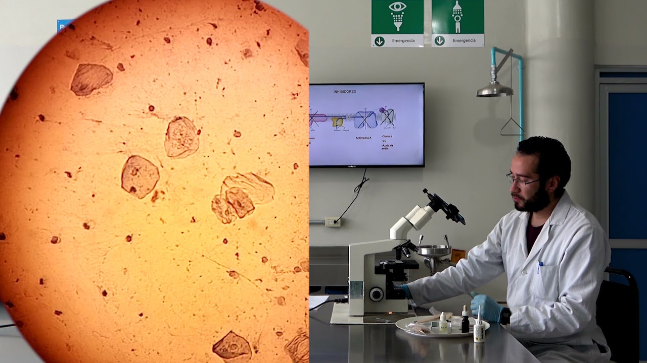 Observación de Mitocondrias