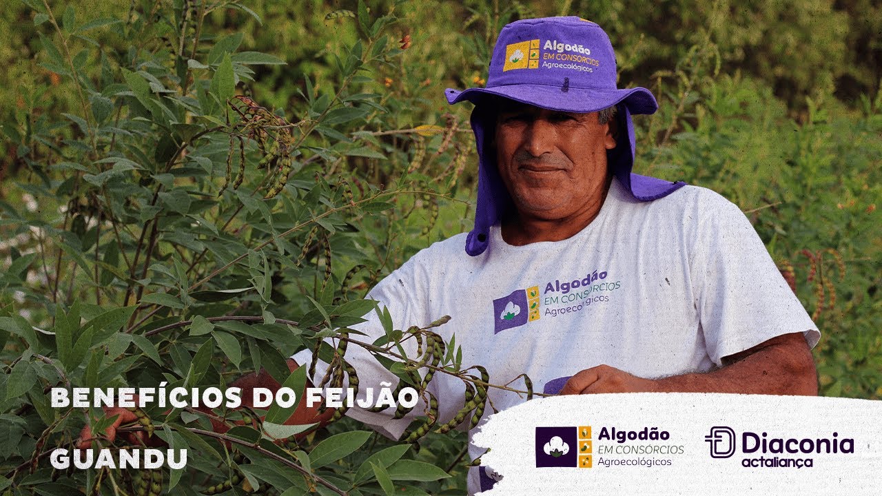 Benefícios do feijão guandu e adubação verde