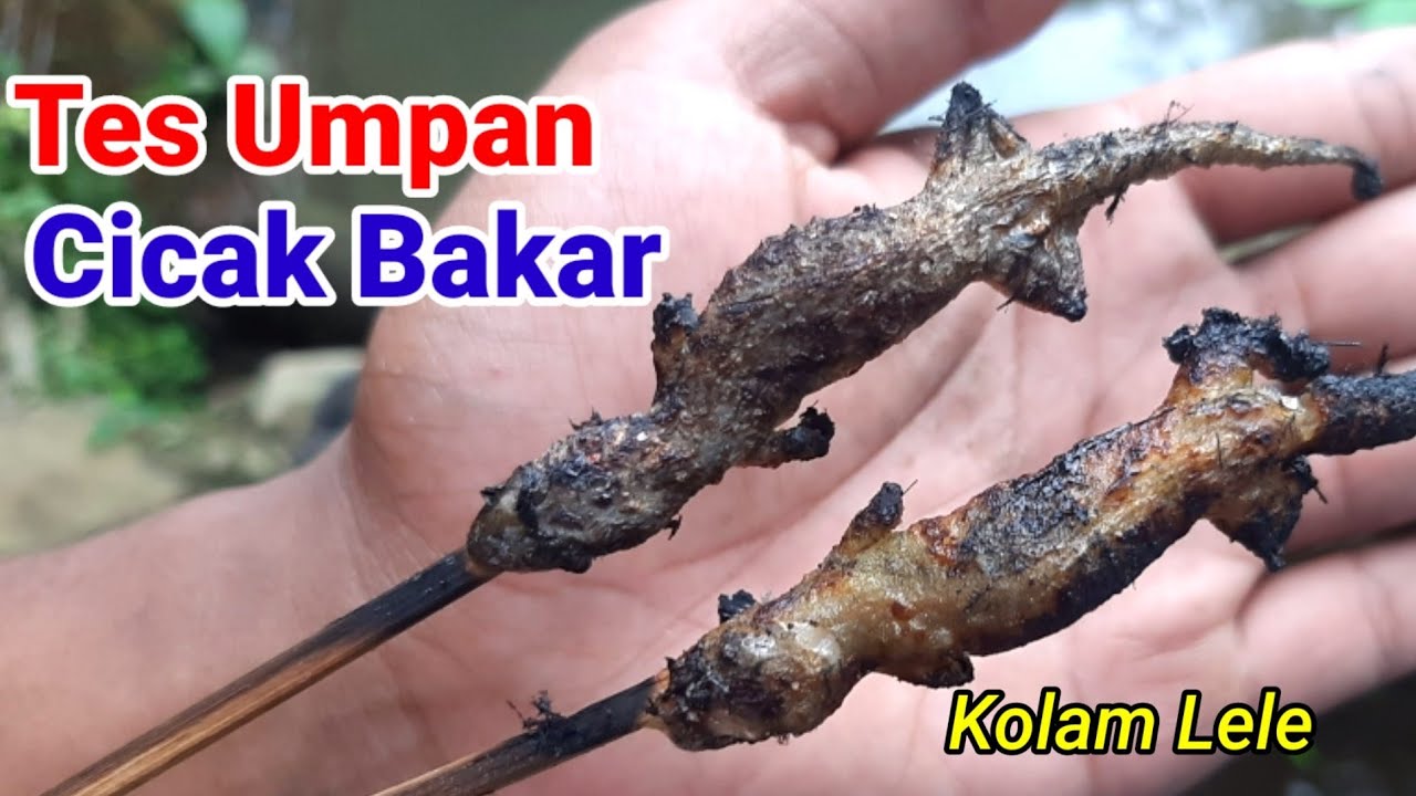 Tes Umpan Mbrusut Lomba Lele || Cicak Bakar