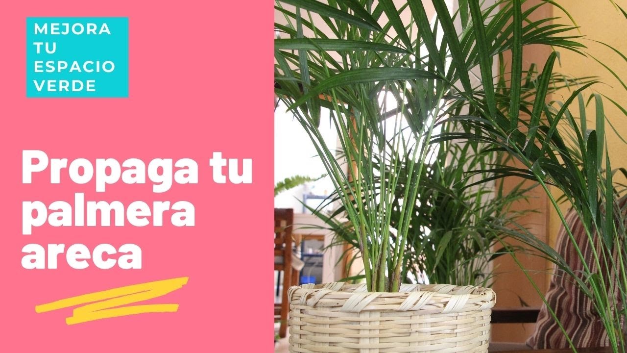 Como reproducir palma areca - Cuidados