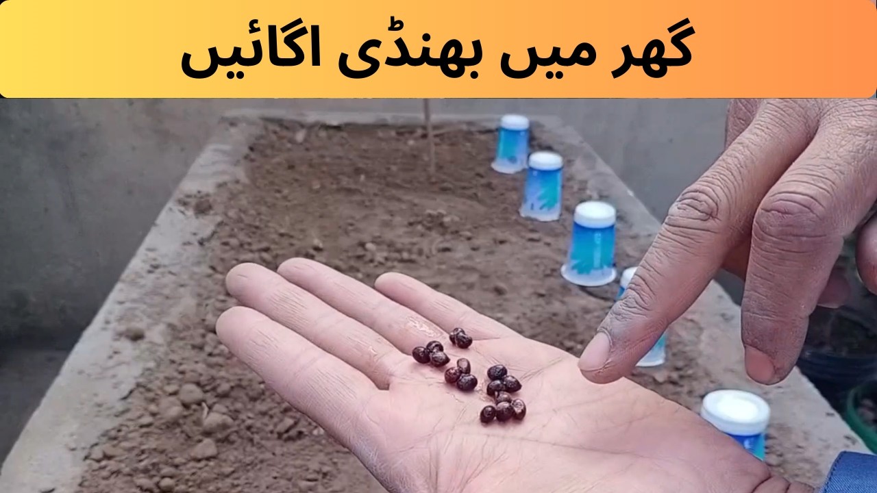 Ghar Mein Gamlay Mein Bhindi Kaise Ugayen | Aasan Aur Tez Tareeqa | Aasan Gardening