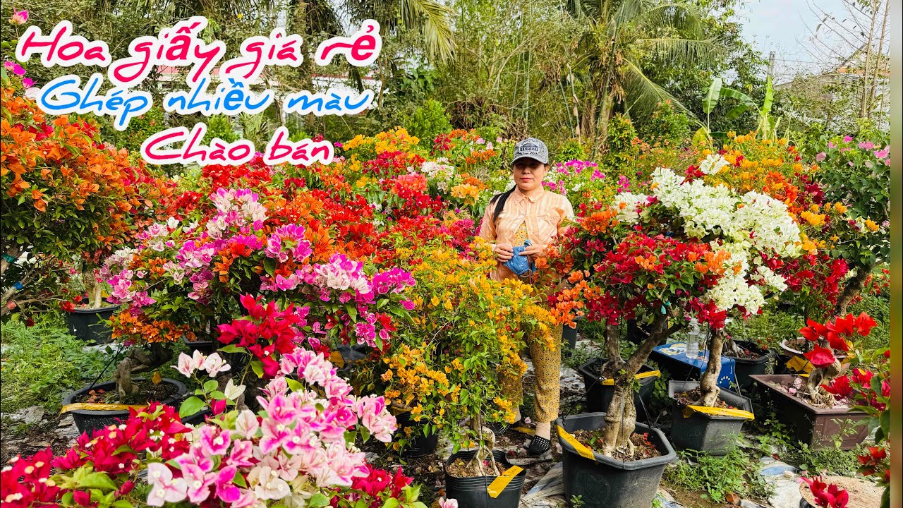 Hoa giấy giá rẻ ghép nhiều màu chào bán..07/02😘📲 0939.885.905.Thu-Cúc 