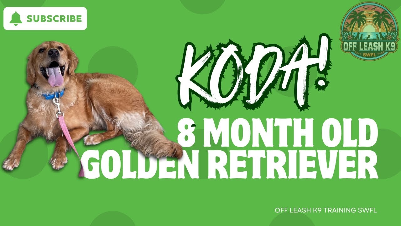 KODA | 8 MONTH OLD GOLDEN RETRIEVER | 2 WEEK BOARD & TRAIN