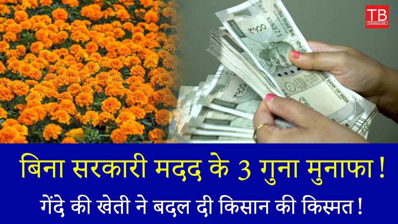 Success Story: How Marigold Farming Tripled a Farmer&rsquo;s Income Without Any Government Help!