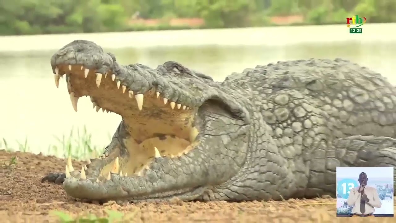 Une semaine à Sabou : Zoom sur la mare aux crocodiles sacrés de Sabou