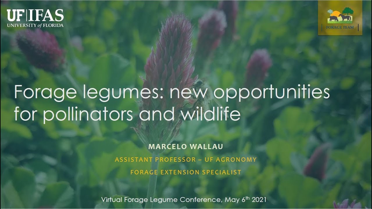 Forage Legumes for Wildlife & Pollinators