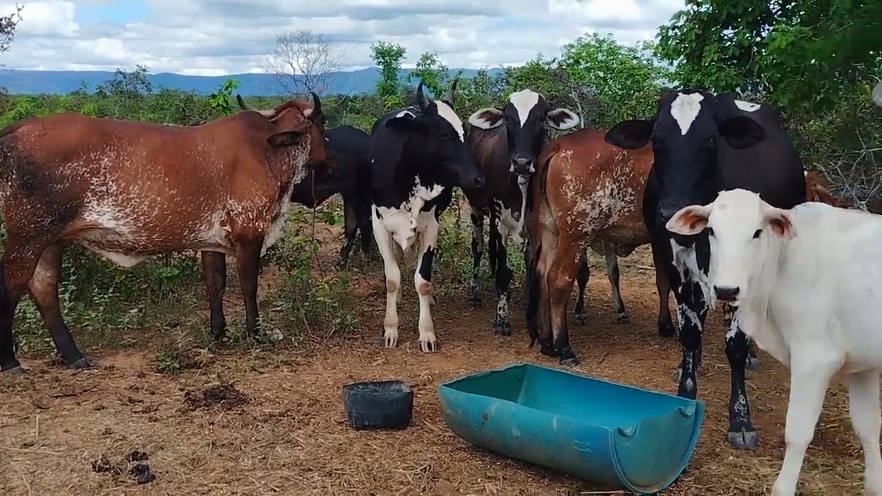 Vende-se chácara no município de Flores de Goiás, Porteira fechada.