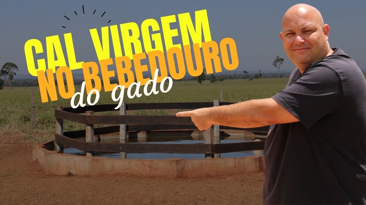 CAL VIRGEM NO BEBEDOURO DO GADO | PROF MARCELO COSTA