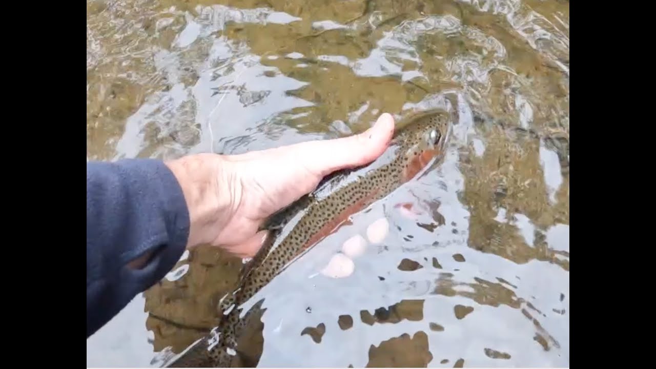 Springtime Otways Trout & Redfin Galore. #21
