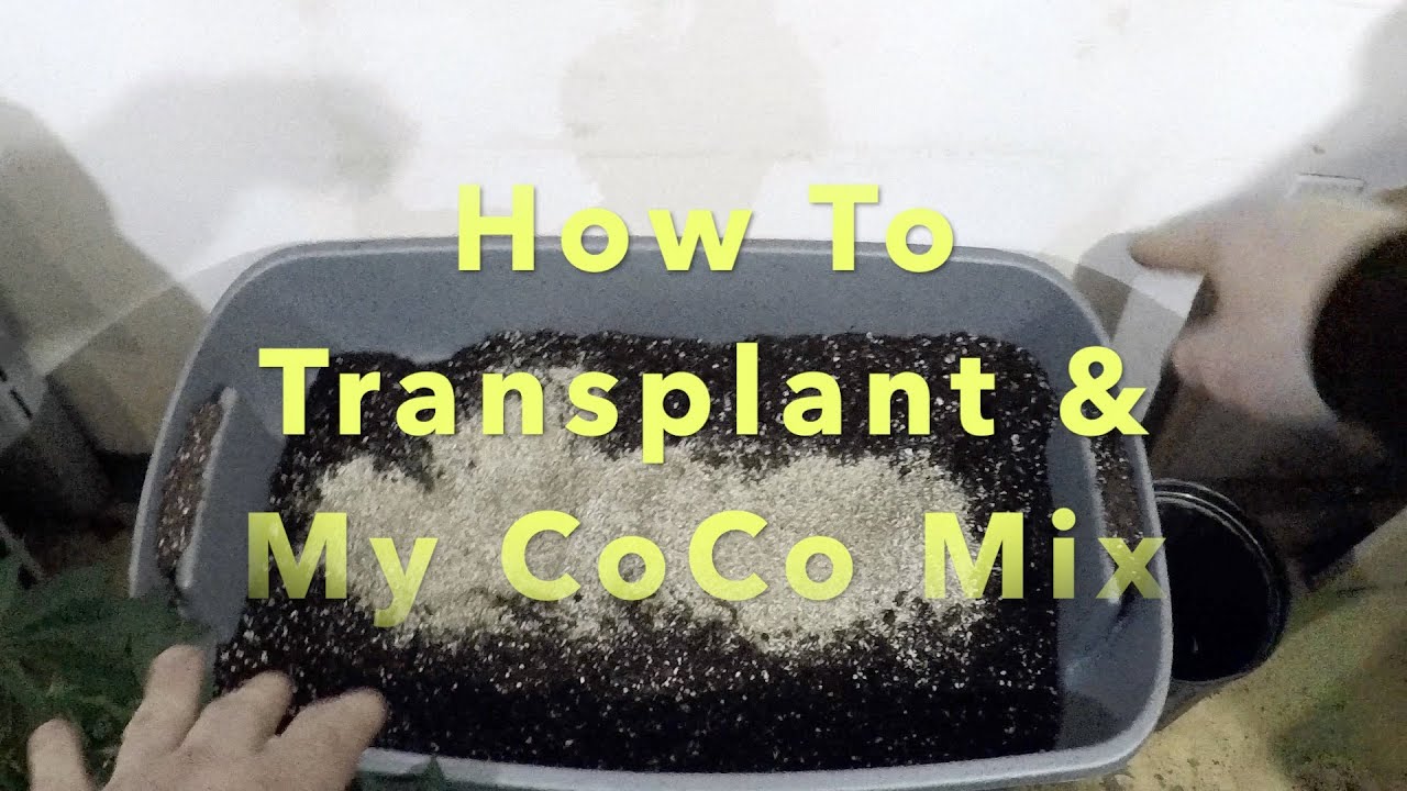 How To Transplant Cannabis And How I Make My CoCo Mix
