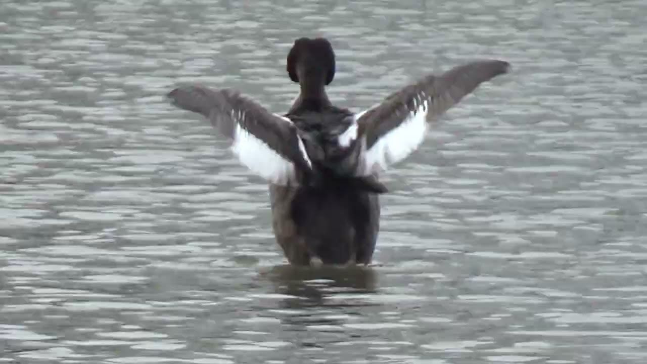 Preening On The Water #WaterLovelyBird #greatcrestedgrebe #grebe #podicepscristatus #waterbirds