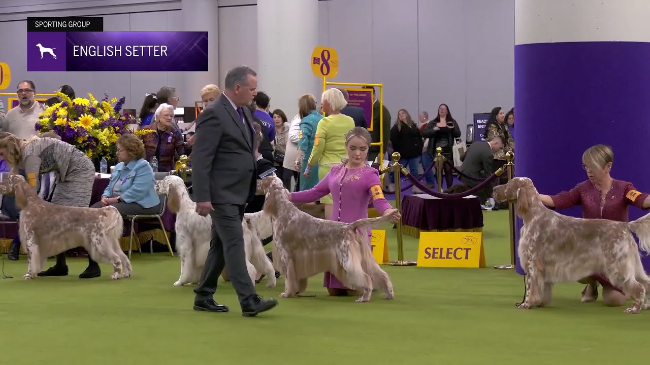 Setters (English) | Breed Judging 2025