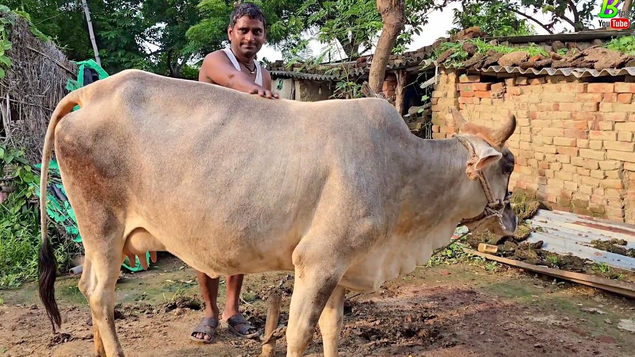 🌳गांव मे अलग-अलग जगह बिकाऊ भैंस पडीया व गाभीन गाय देखने को मिली | Bipin Singh Dildarnagar #cow