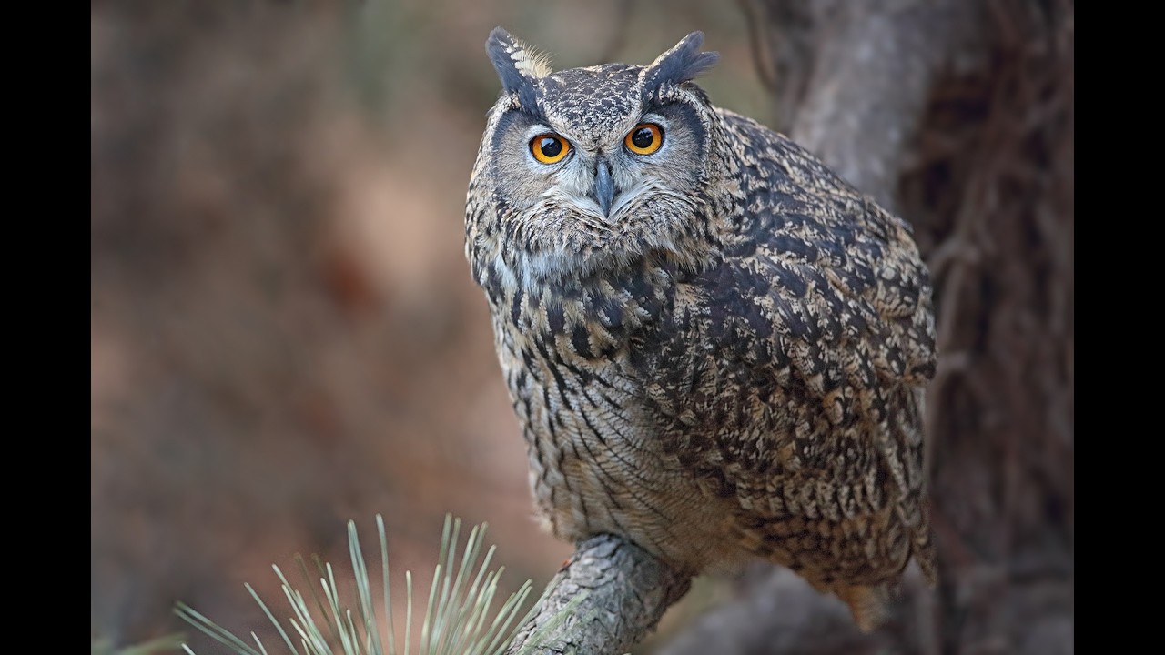 Seeing an owl brings good luck. 부엉이를 보면 복이 옵니다. 4K   #owl #부엉이