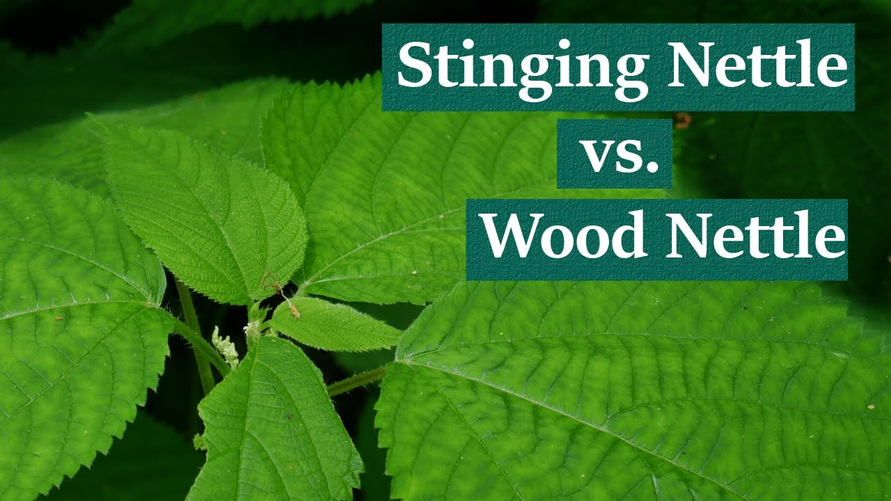 Foraging and Eating Stinging Nettles