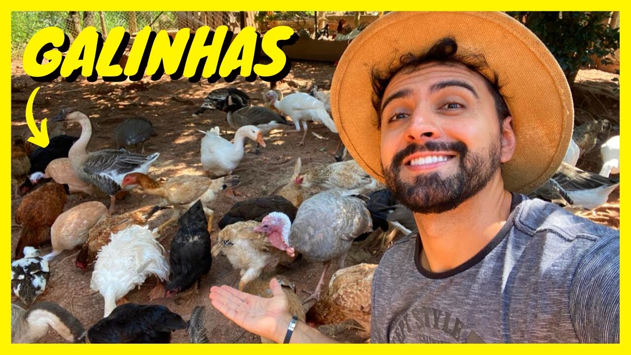 Criação de Galinha Caipira | Gutejando