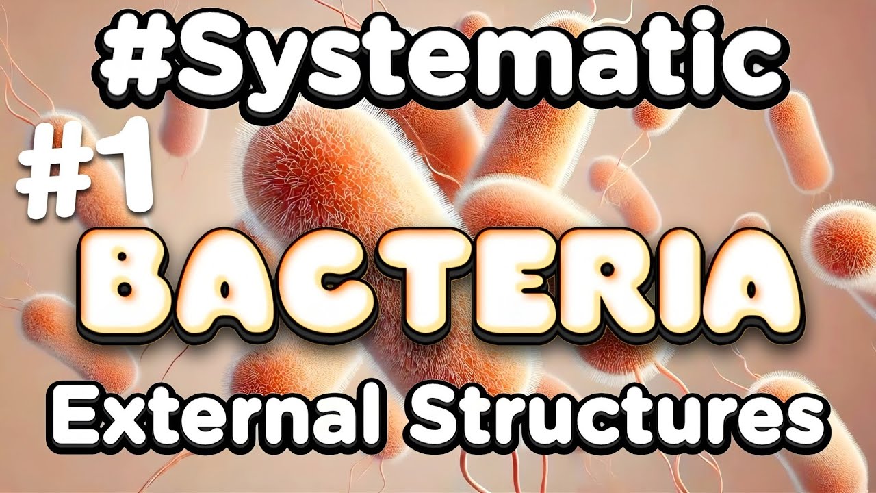 Bacterial External Appendages: Flagellum,Pilli,Gylcocalyx  | أشكال وتركيب البكتيريا 