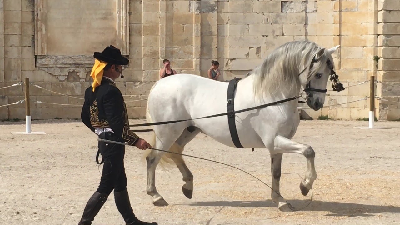 Une leçon d'art équestre  1 : le cheval qui danse... magnifique !