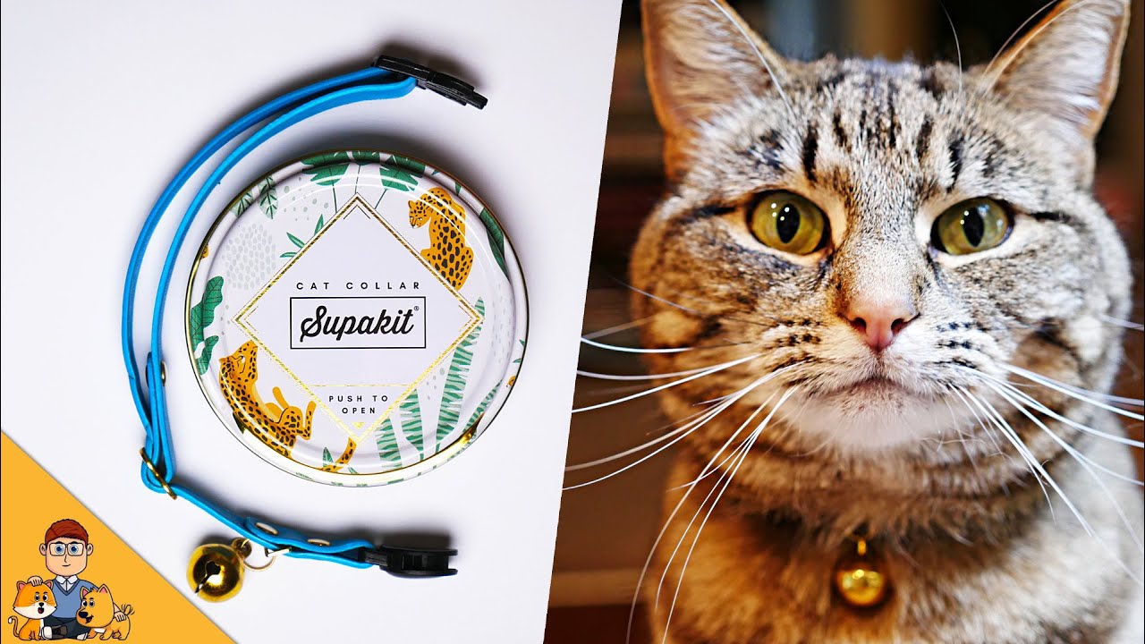 Is Paying $24 For a Cat Collar CRAZY?