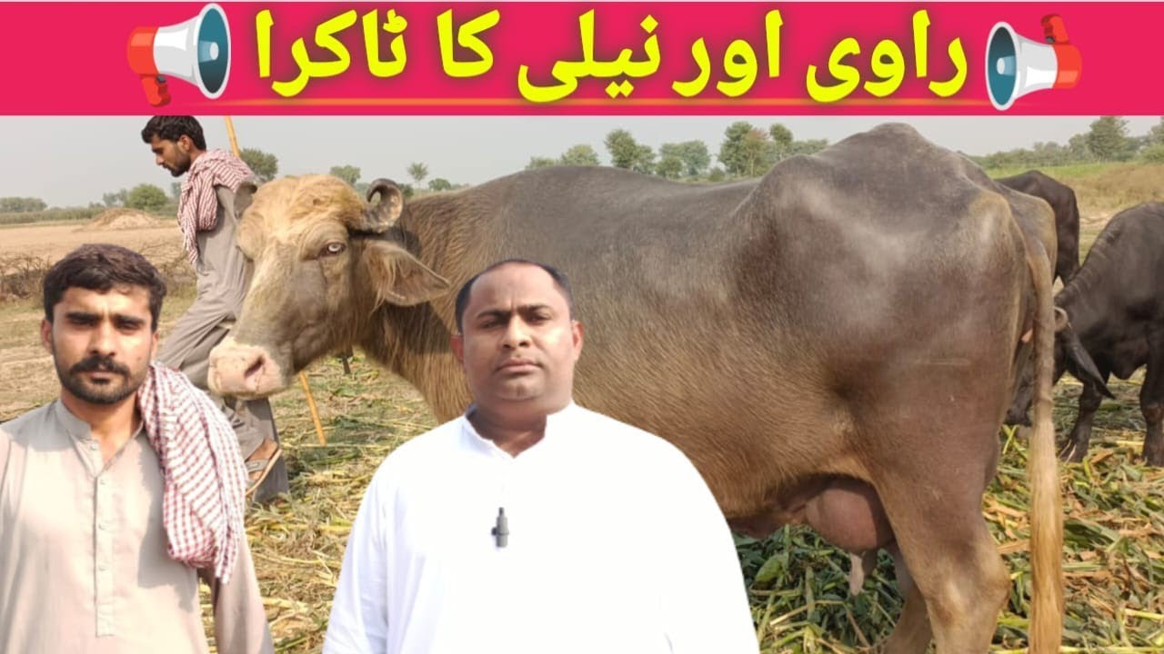 راوی کے شوقین تحفے || رانا عمیر صاحب کے سنگ || حافظ اظہر جٹ || پاک بفیلو ٹی وی