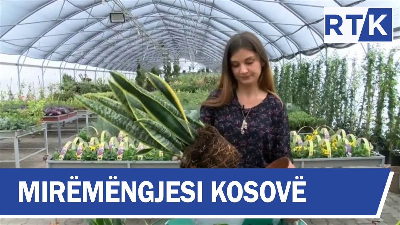 Mirëmëngjesi Kosovë - Kronikë - Lulja 