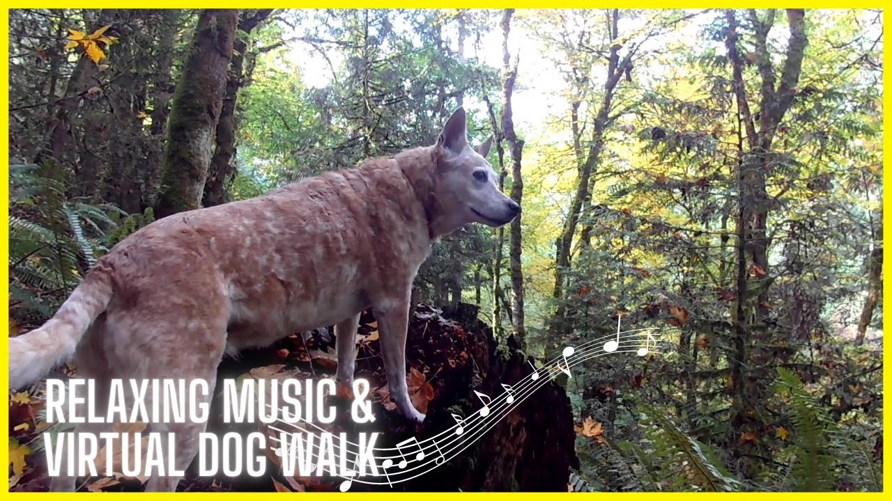 🎵AUTUMN in WASHINGTON STATE ~ Relaxing Music & Virtual Dog Walk / Milton WA USA