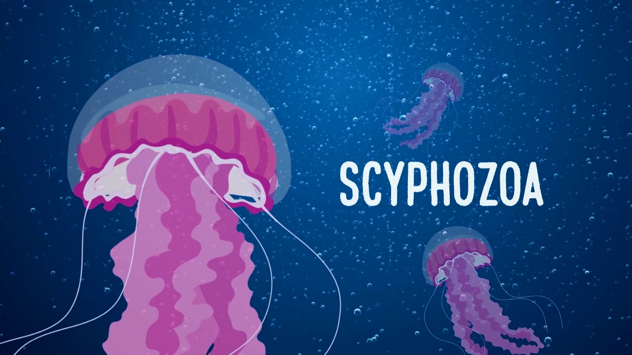 Jellyfish 101 - an introductory animation clip