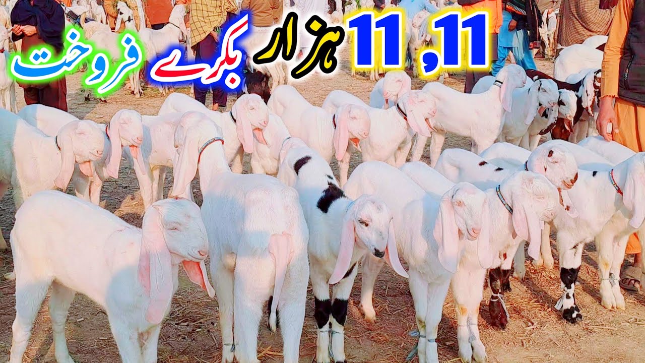 10 February 2026 | بکرے 11،11 ہزار میں فروخت ملک عرفان گوٹ فارم پر 