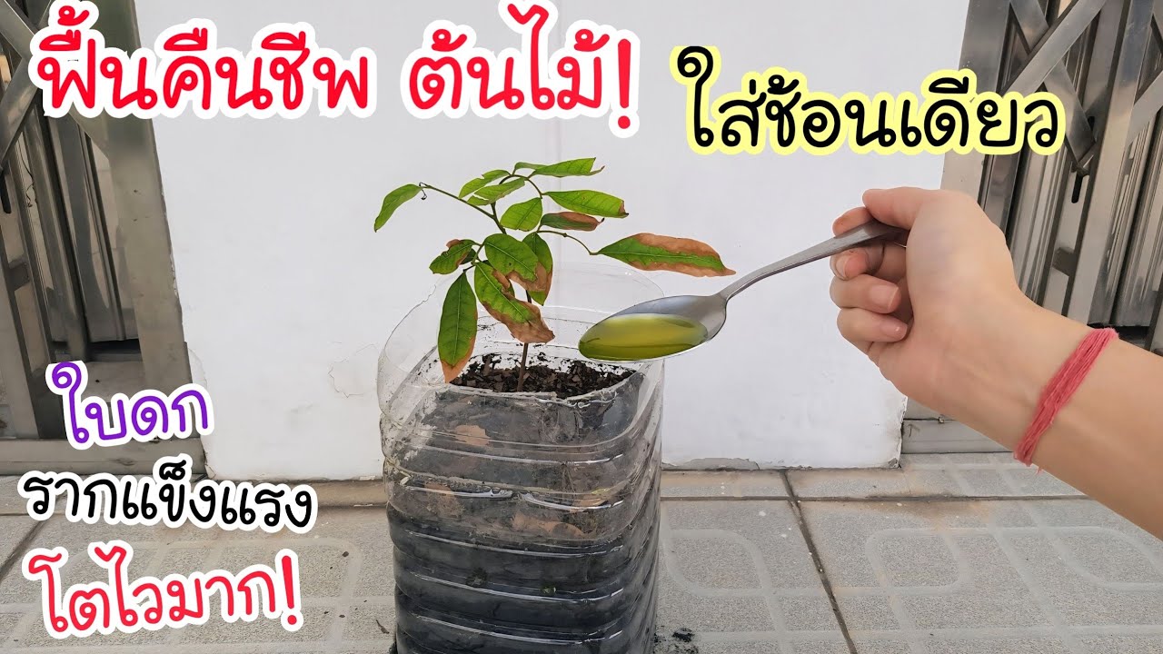 ฟื้นคืนชีพ ต้นไม้💥 แค่ใส่สิ่งนี้ ช้อนเดียว ต้นไม้โตเร็วมาก👍 รากและใบ กลับมาสวย แข็งแรงกว่าเดิม