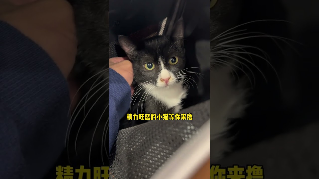 快来领养啦! #绑架代替购买 #流浪猫领养 #猫德学院