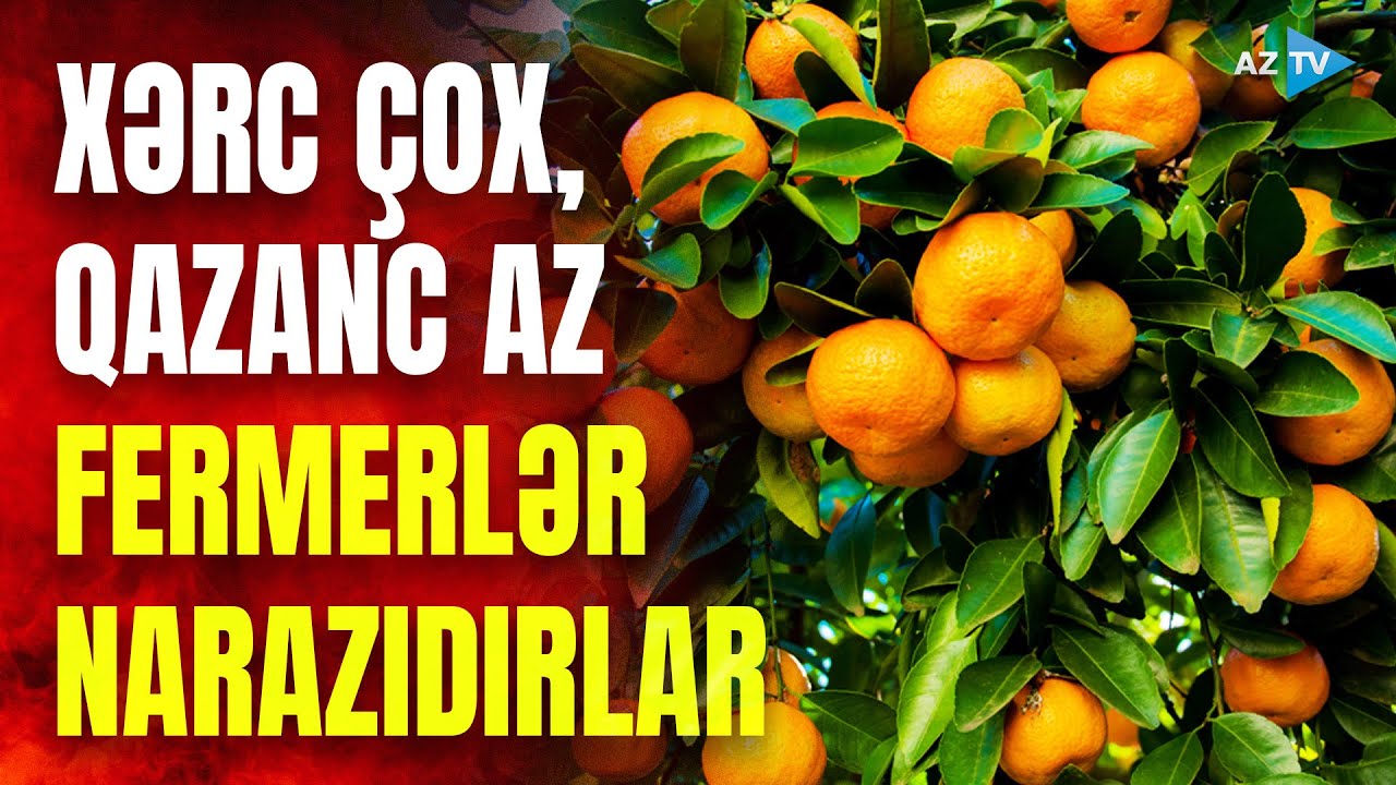 Mandarin SEZONU başladı: fermerlər bazar qiymətlərindən NİYƏ NARAZIDIRLAR?