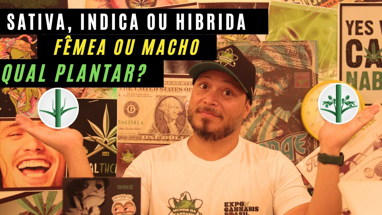 Sativa, Indica ou H&iacute;brida? &Eacute; macho ou f&ecirc;mea? Descubra a diferen&ccedil;a...