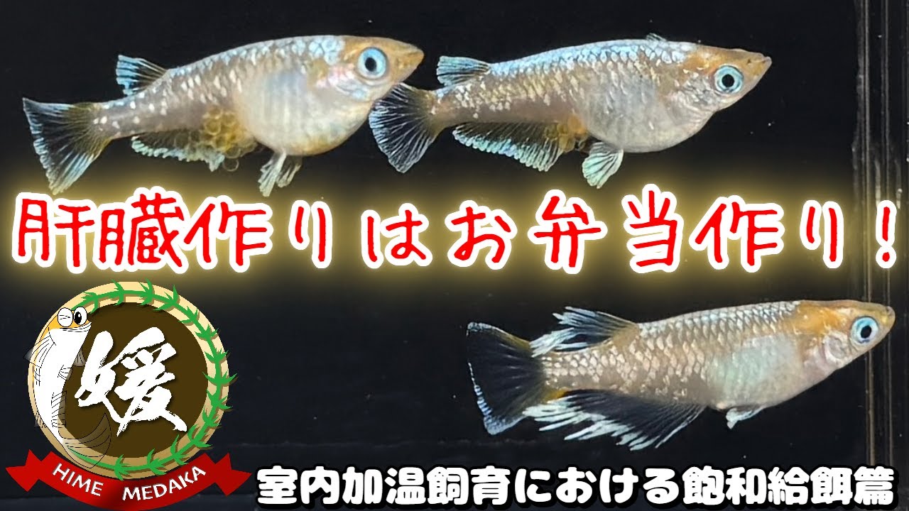 メダカの繁殖は肝臓で決まる？室内加温飼育の飽和給餌と卵母細胞の秘密